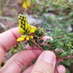 Dalea lutea
