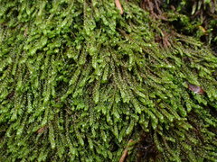 Hygrohypnella ochracea