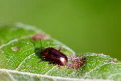 Phratora americana