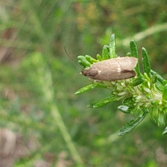 Leistomorpha brontoscopa