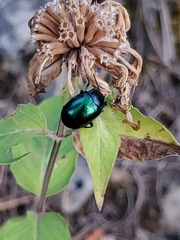 Chrysomelinae