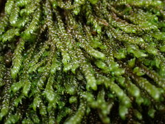 Hygrohypnella ochracea