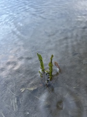 Potamogeton crispus