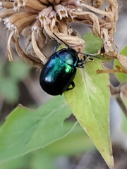 Chrysomelinae