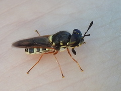 Hoplitimyia constans