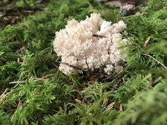 Hericium abietis