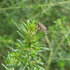 Leistomorpha brontoscopa