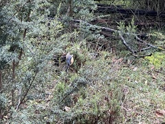 Acanthorhynchus tenuirostris