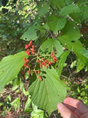 Viburnum dilatatum
