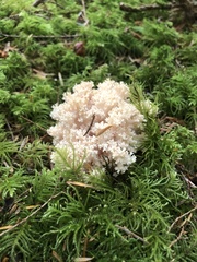 Hericium abietis