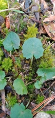 Centella cordifolia