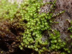Campylophyllum halleri