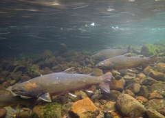 Salvelinus confluentus