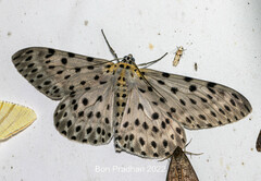 Percnia