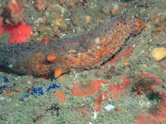 Apostichopus parvimensis