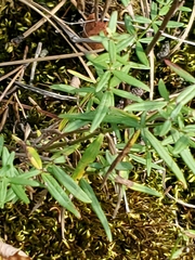 Galium boreale