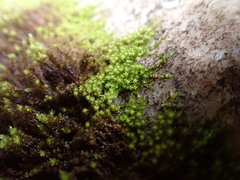 Campylophyllum halleri