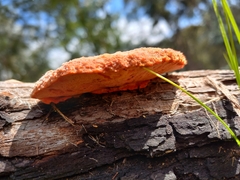 Trametes coccinea