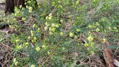 Pimelea flava