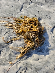 Macrocystis pyrifera