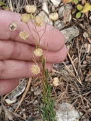 Linum lewisii