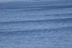 Cepphus columba