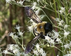 Xylocopa virginica virginica