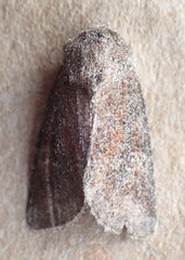 Lacinipolia meditata