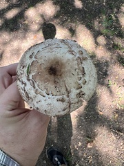Chlorophyllum brunneum