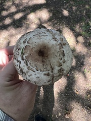 Chlorophyllum brunneum