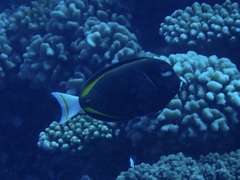 Acanthurus nigricans