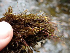 Brachythecium acutum