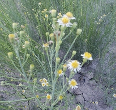 Chloracantha spinosa