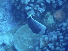 Chaetodon reticulatus