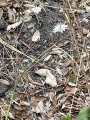 Malacothrix saxatilis