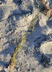Zosteraceae