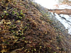 Brachythecium acutum