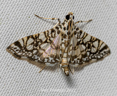 Glyphodes onychinalis