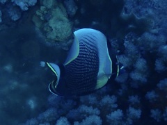 Chaetodon reticulatus