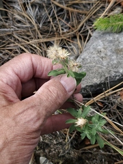 Heterotheca villosa