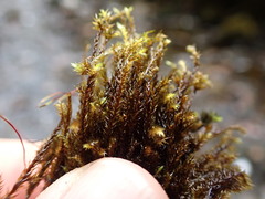 Brachythecium acutum