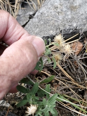 Heterotheca villosa