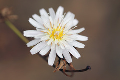 Malacothrix saxatilis
