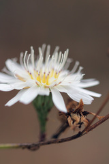 Malacothrix saxatilis