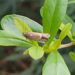 Leistomorpha brontoscopa