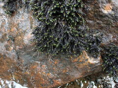 Racomitrium aciculare