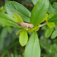 Leistomorpha brontoscopa