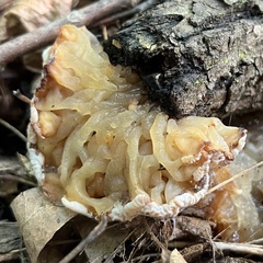 Sebacina sparassoidea