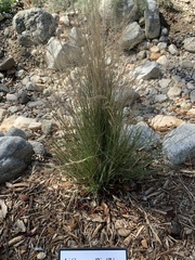 Aristida purpurea