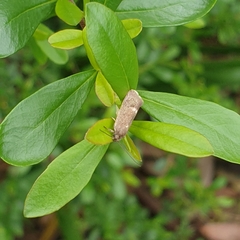 Leistomorpha brontoscopa
